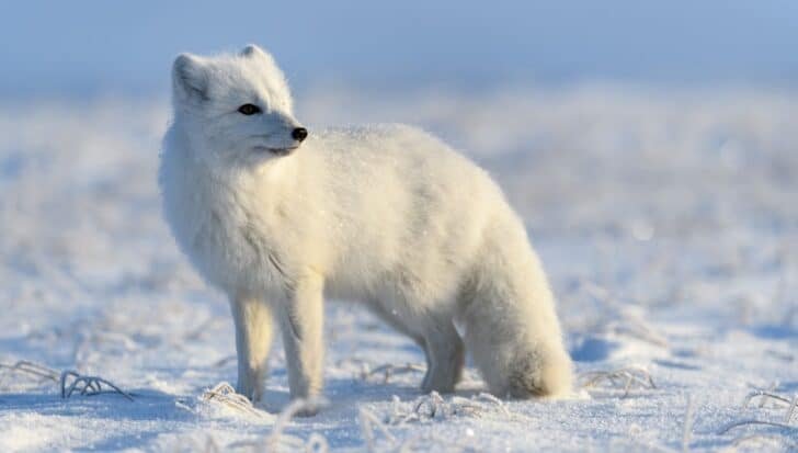 arctic-fox-smell-food-miles-728×413