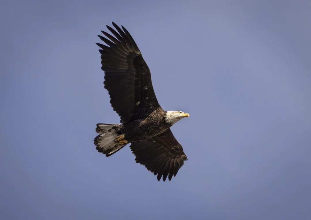 bald-eagle-flying-over-my-house-v0-w527l5samelc1