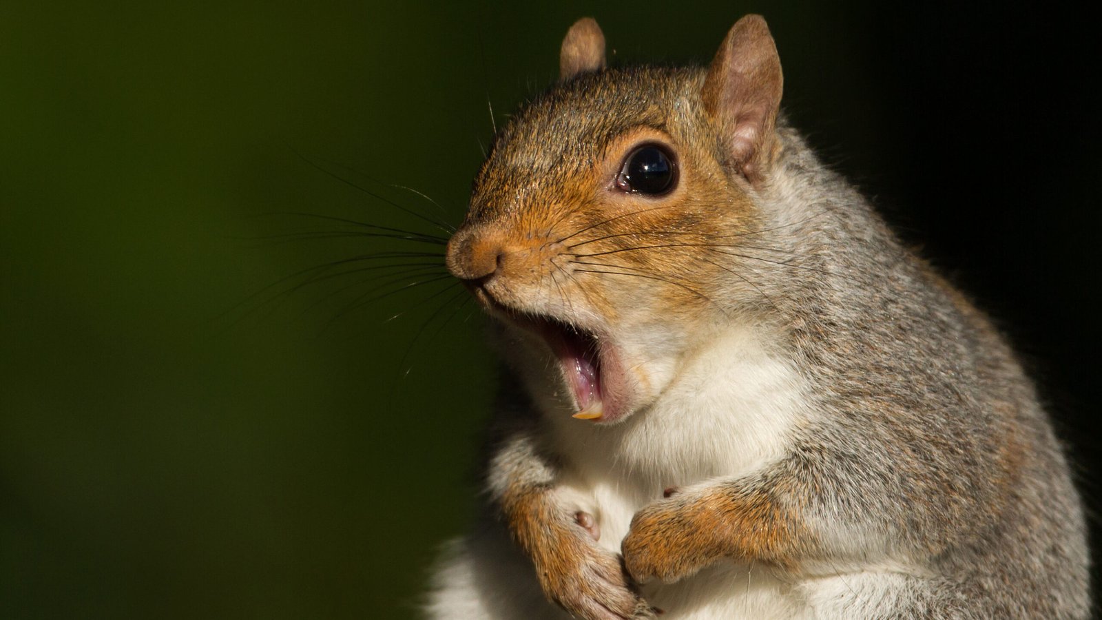 Grey squirrel yawning
