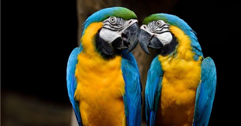 macaw-1024×535